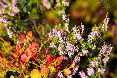 heather and a bilberry