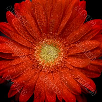red gerbera