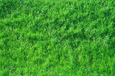 Grass