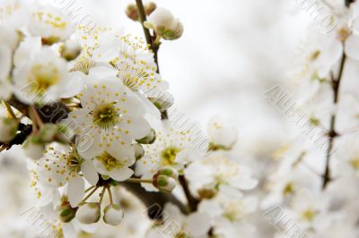 Spring flowers