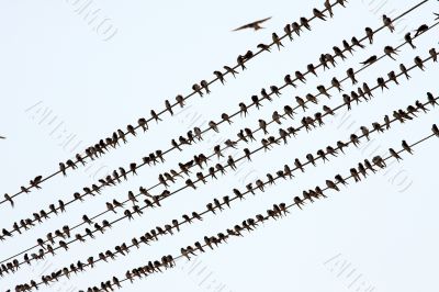 Birds