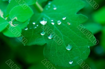 Leaves