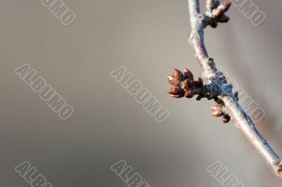 Buds