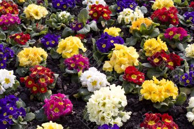 primroses