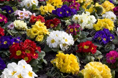 primroses