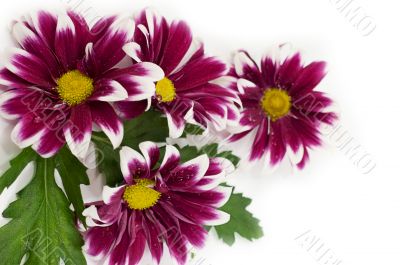 Pink daisy frame