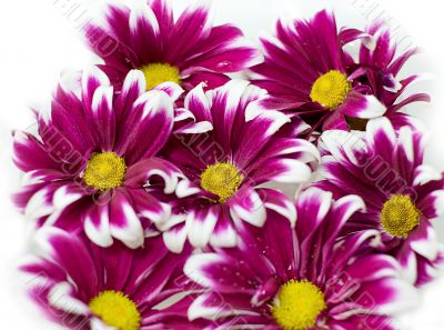 Pink daisy frame