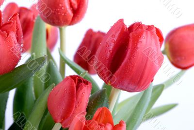 a bouquet of red tulips