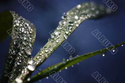 Grass with water drops