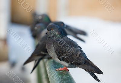 pigeons