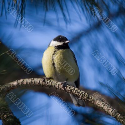 yellow tit on blue background
