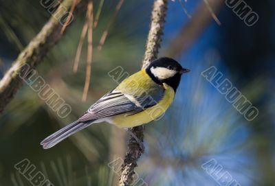 Tit on branch of pine