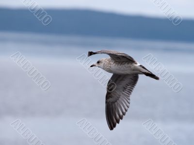 Flying seagull