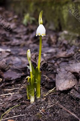 First flower this spring