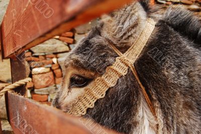 donkey in the mountain village of Cyprus