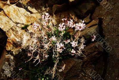 spring flowers in the mountains