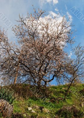 Spring in the Cypriot mountains