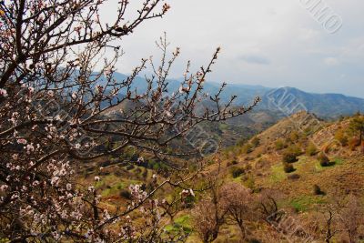 Spring in the Cypriot mountains