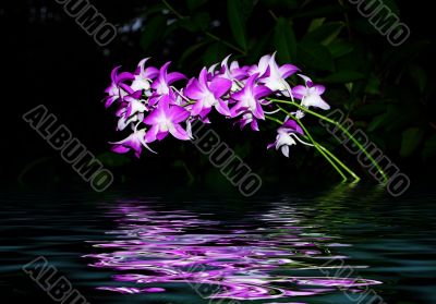 orchid in the water