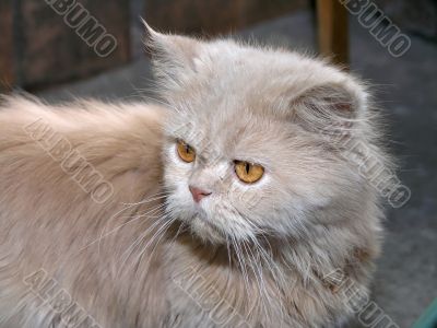 cat