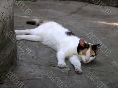 resting cat