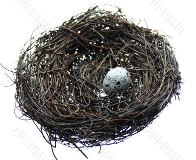 Eggs in Bird Nest