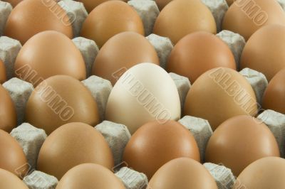 Many fresh rural eggs packed into cardboard container