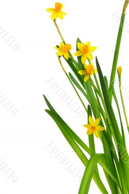 easter daffodil 2