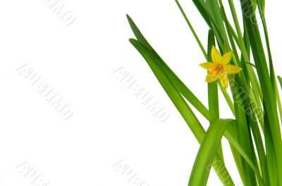 easter daffodil 3