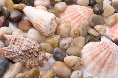 sea shells and pebble