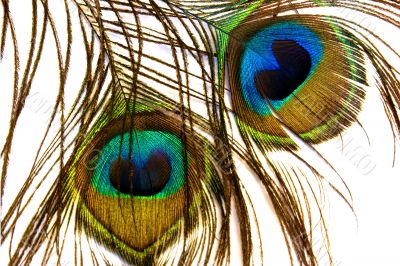 Peacock feather