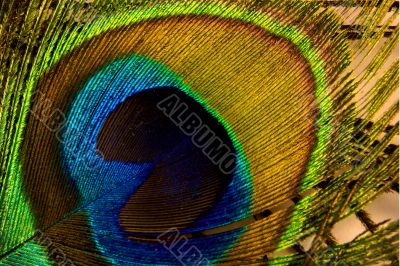 Peacock feather