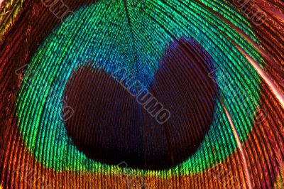 Peacock feather