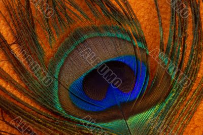 Peacock feather