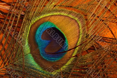 Peacock feather