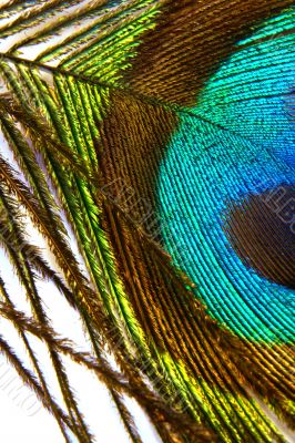 Peacock feather