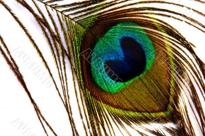 Peacock feather