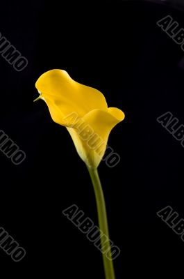 Yellow calla on the black background