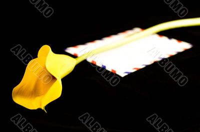 yellow calla and letter on the black