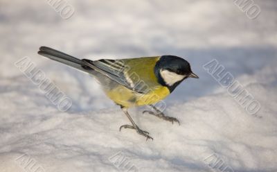 Titmouse
