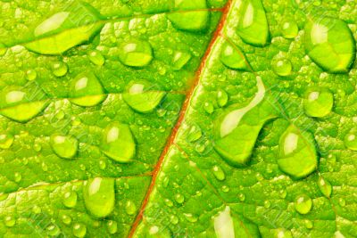 Dew