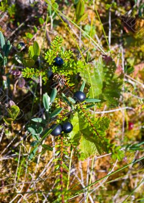 crowberry