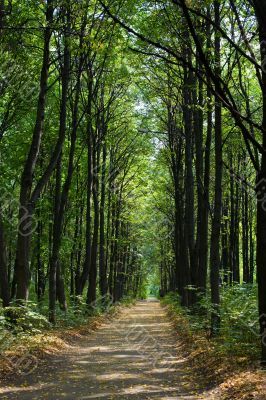 The lonely path
