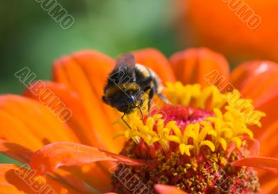 Bee on a flower