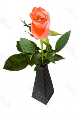 Pink rose in black vase