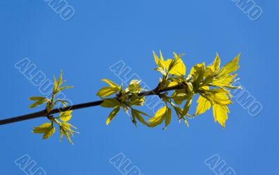 spring branch