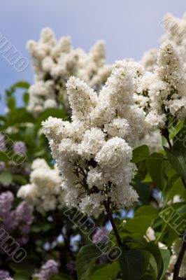 white spring