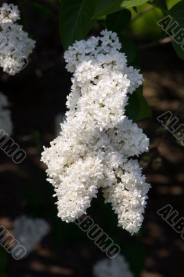White lilac