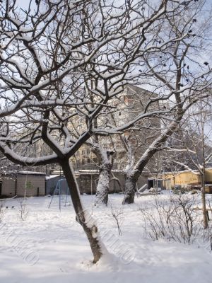 winter landscape