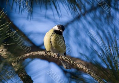 Curious titmouse
